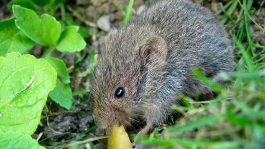 Kako se boriti protiv voluharica?