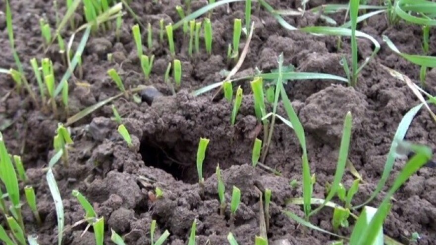 Od jednog para voluharica do čak dvije tisuće