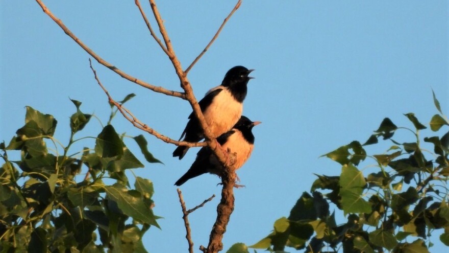 Ružičasti čvorci prvi put u okolini Čačka - važni u suzbijanju skakavaca