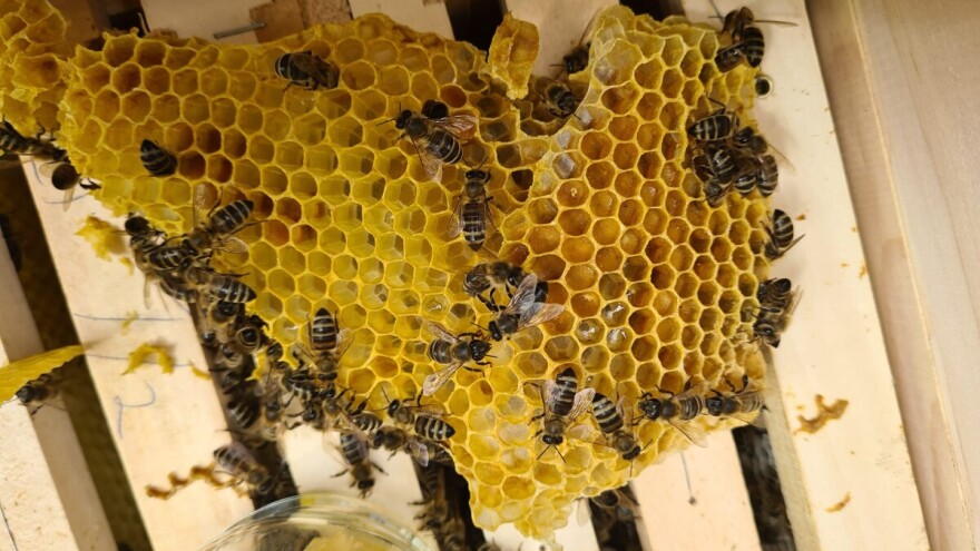 Pčelinji vosak: Koliko meda treba za njegovu proizvodnju?