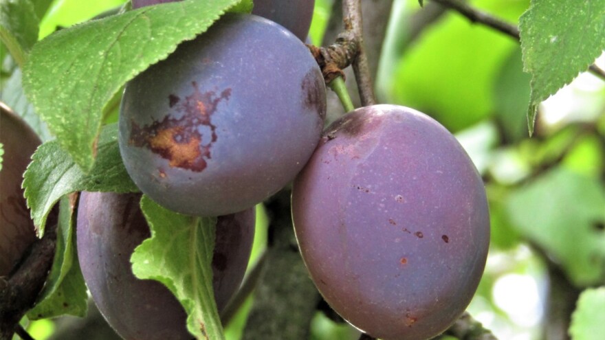 Zašto je važno očuvati voštanu prevlaku na voću?