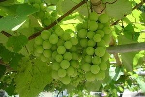 2. Vovina - hrvatska izložba voćnih vina