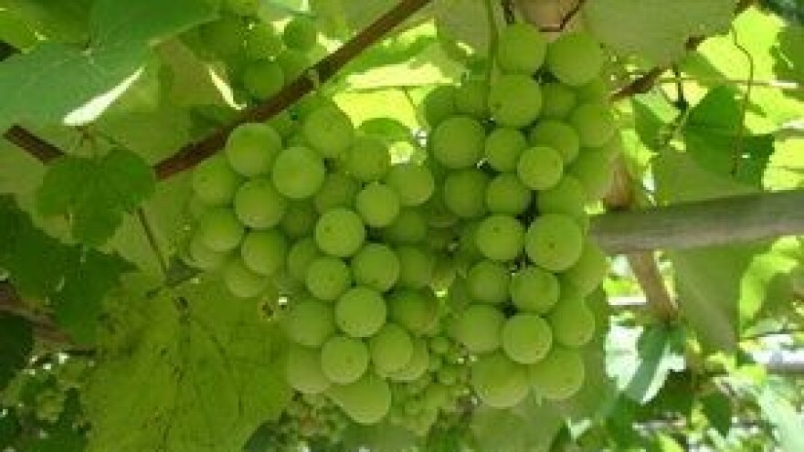 2. Vovina - hrvatska izložba voćnih vina