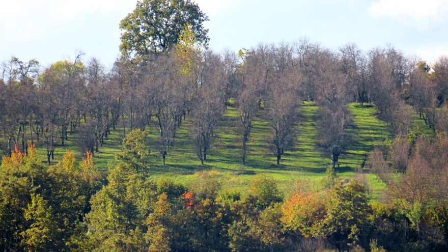 Od vikenda zahlađenje s kišom: U ozimim usevima štetu nanose glodari