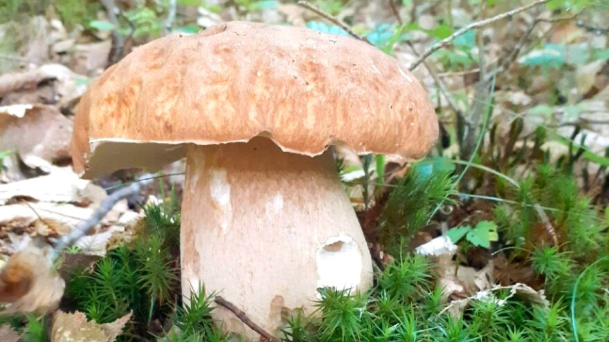 Sezona je vrganja, na šta obratiti pažnju?