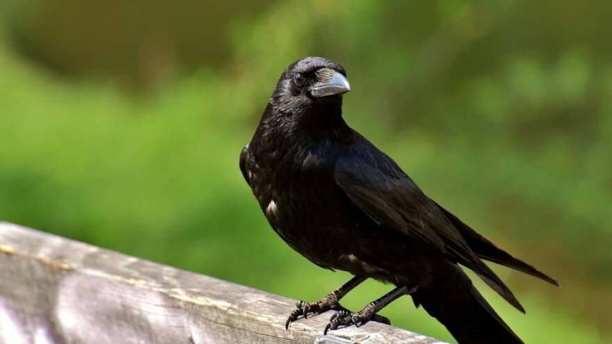 Ptice pojedoše zasijano sjeme - kako ih otjerati?