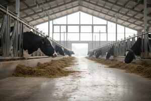 Vrana i Vigens među najvećima