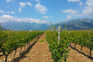 Bayer savjeti za vinogradare 22.-29.5.2017.