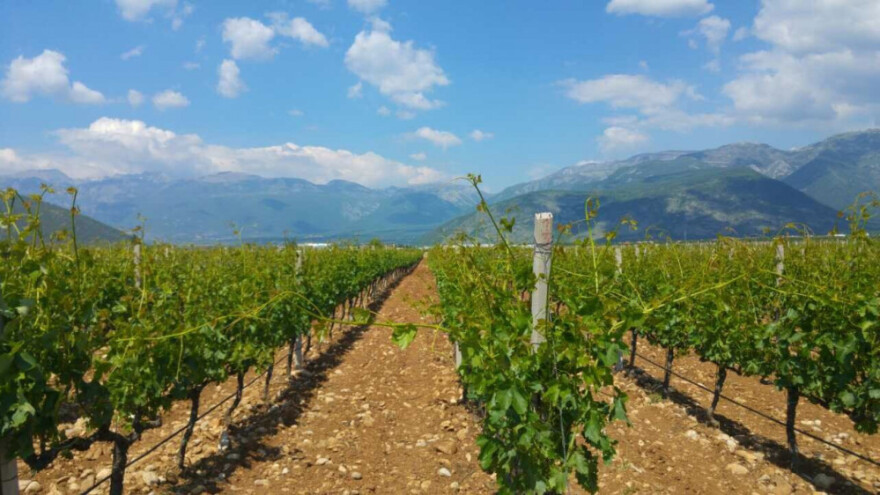 Bayer savjeti za vinogradare 22.-29.5.2017.