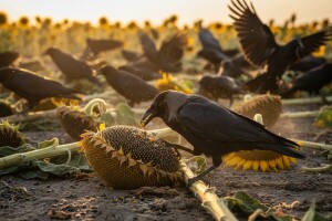 Vrane uništile usev suncokreta!