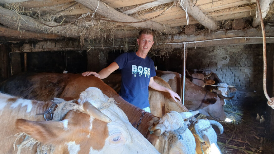 Aleksandar nije hteo da proda krave zbog studija veterine