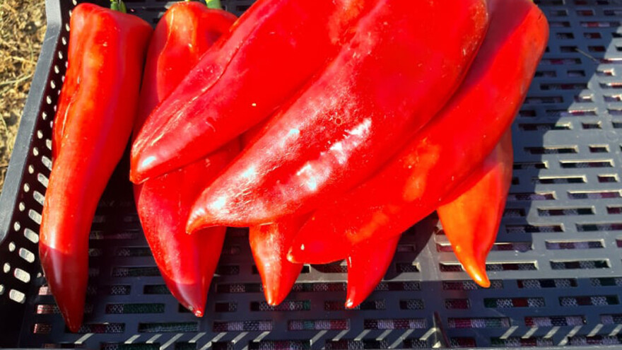 Povratak autohtonih sorti paprike otpornih na sušu i bolesti. Kako se gaje?