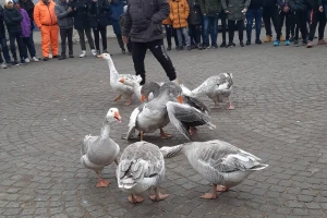 Gusani se bore, vole i umiru poput labudova