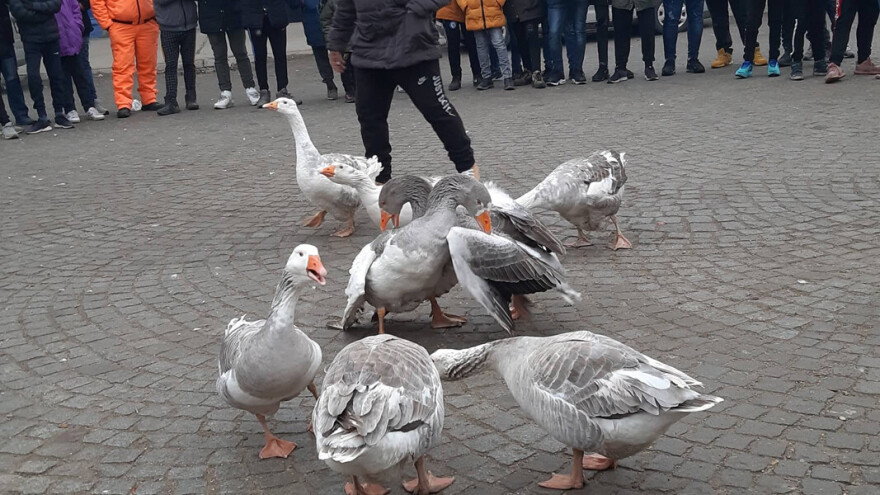 Gusani se bore, vole i umiru poput labudova