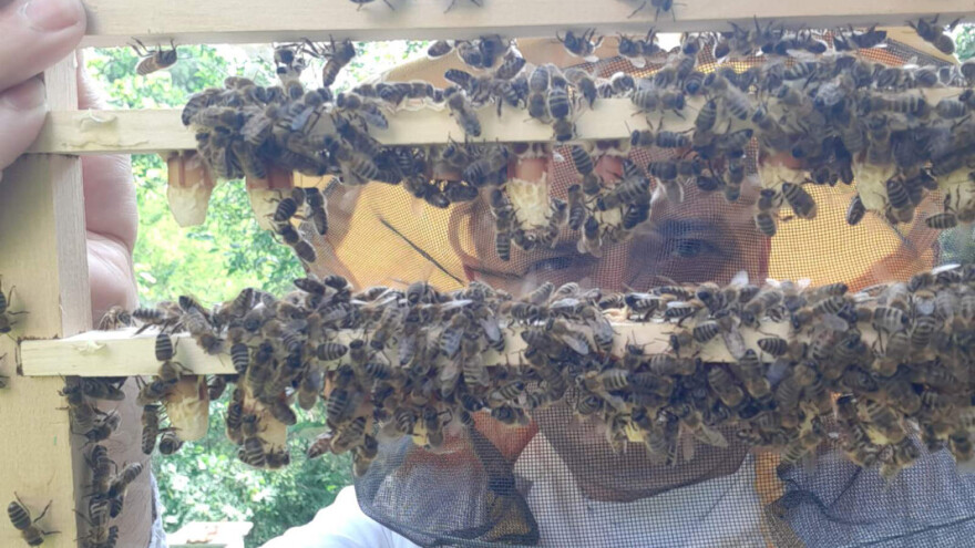 Dragan  čuva pčele na 750 metara nadmorske visine, uz primenu ekološkog pčelarenja