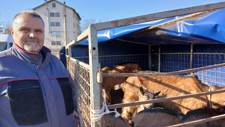 Da li je uzgoj alpino koza isplativ posao? Za Gorana Mladenovića jeste