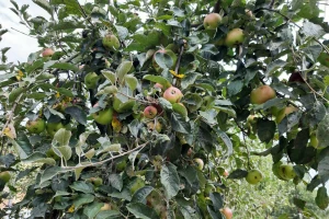 Kako se određuje optimalno vrijeme berbe jabuka?