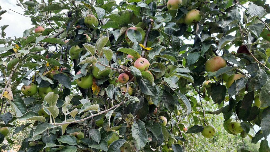 Kako se određuje optimalno vrijeme berbe jabuka?