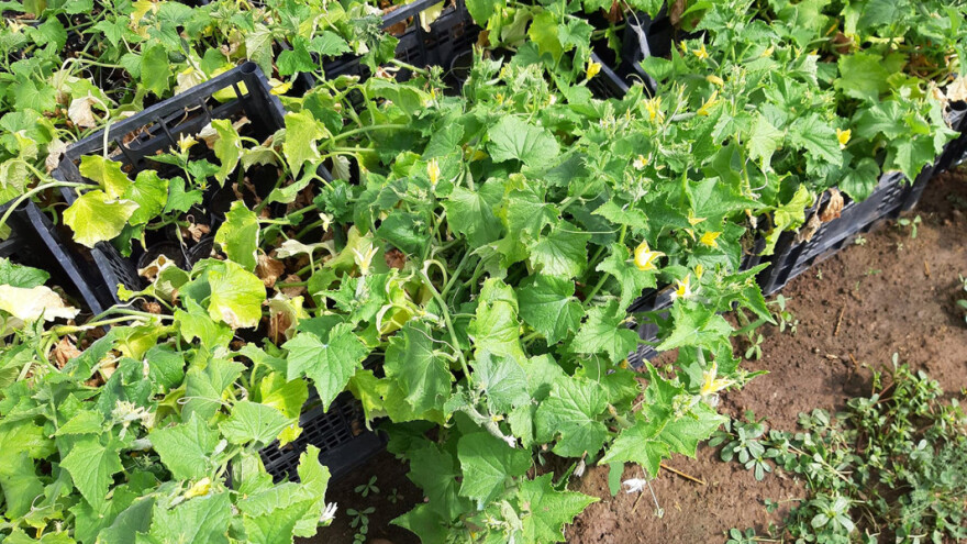 Šumadijska zadruga organizovala proizvodnju kornišona u Pčinjskom okrugu