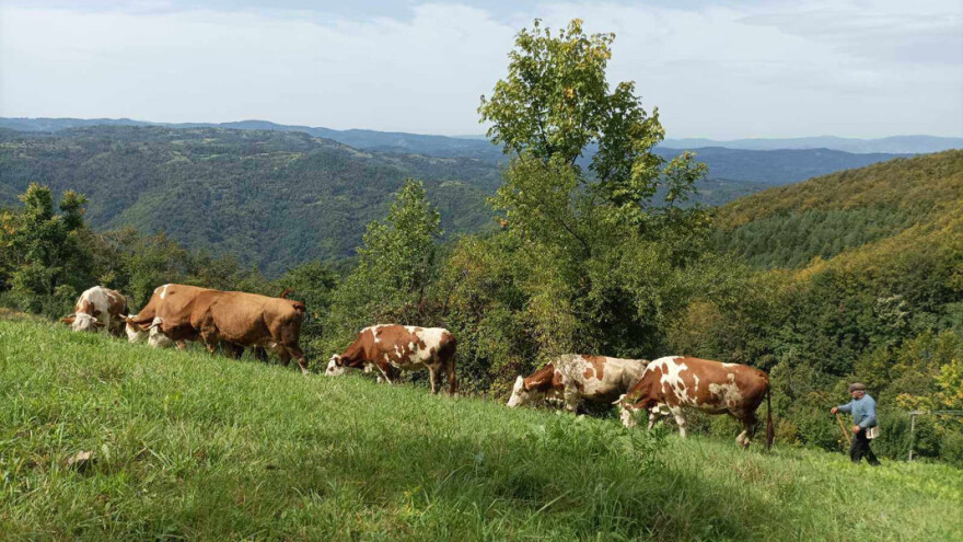 Sami u selu i "najbogatiji": Ukusan sir, kvalitetna rakija, rodna polja