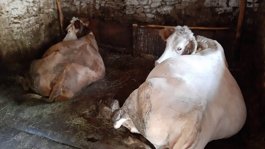 Postupak pri teljenju: Na šta obratiti pažnju?