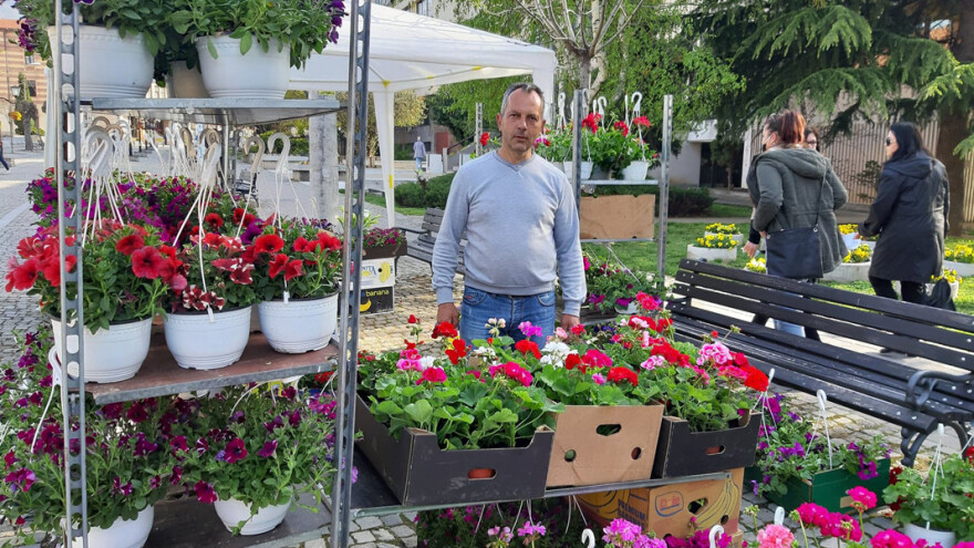 Za Momčila Jovanovića muškatle je lako negovati, ali koje bolesti se čuvati?