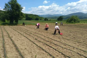 Vranje raspisalo konkurs za dodelu poljoprivrednih subvencija
