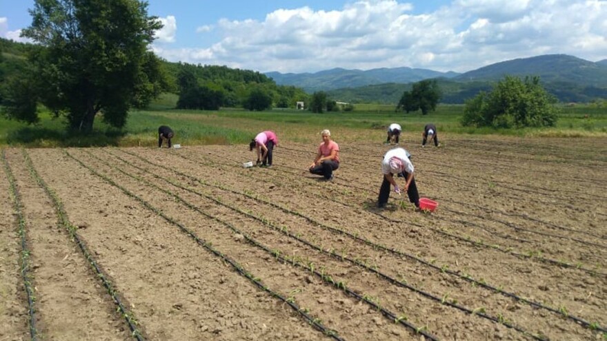 Vranje raspisalo konkurs za dodelu poljoprivrednih subvencija