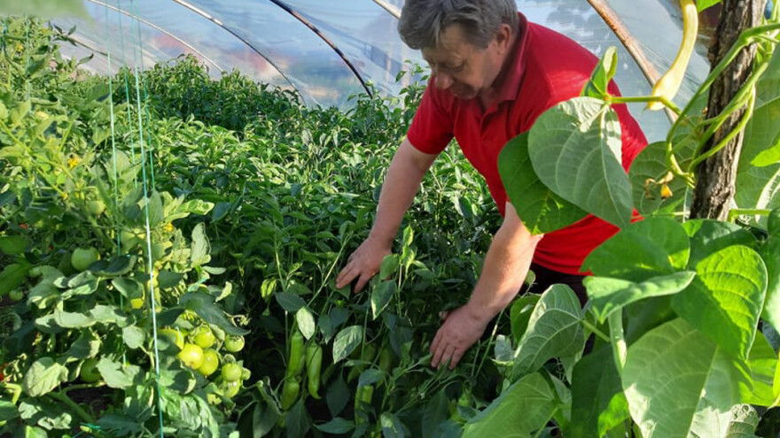 Tripsi u povrtarskoj proizvodnji - rešenje na biološki način?