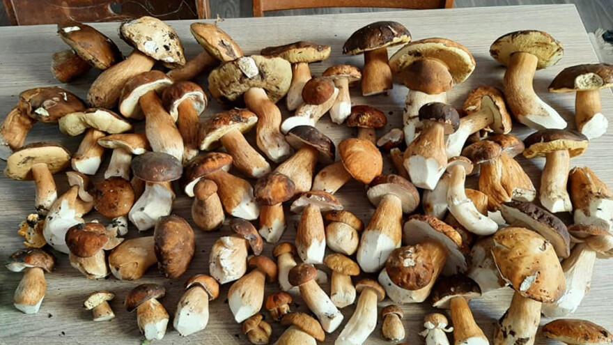 Gde tražiti lisičarku, a kako pripremati vrganje?