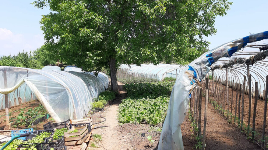 Počeli sa jednim, a sada proizvode povrće u 15 plastenika