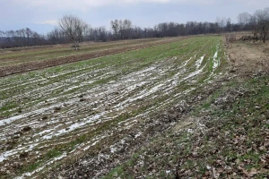 Nema opasnosti od izmrzavanja pšenice?
