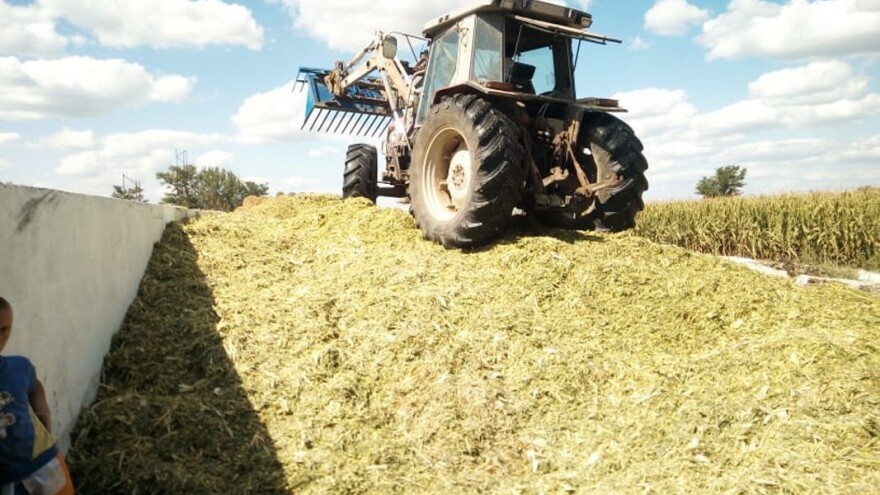 Pravilna tehnika i adekvatna organizacija ubiranja kukuruza za silažu