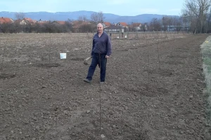 Zasadi kruške viljamovke niču na jugu Srbije