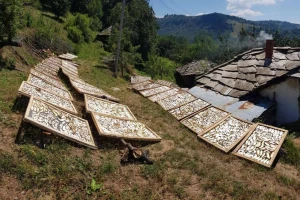 Sestre Maksić: Kako brati i sušiti gljive i lekovito bilje?