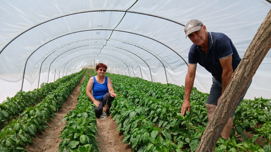 Srđan Tasić proizvodi papriku u 26 plastenika, a koja se najviše traži za ajvar?