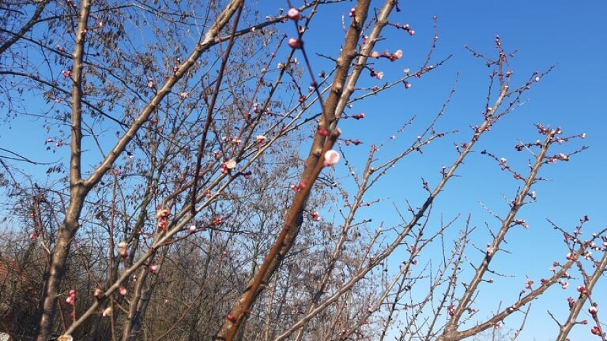 Kako da agro i pomotehnikom utičemo na formiranje cvetnih pupoljaka?