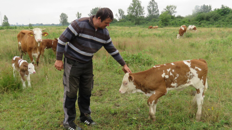 Na vrijeme prepoznali da se od mlijeka ne da živjeti, prodaja teladi omogućila je OPG Vrbanić solidan život od vlastitog rada