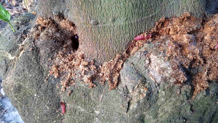 Po prvi puta na manadrinama u dolini Neretve uočen vrbotoč