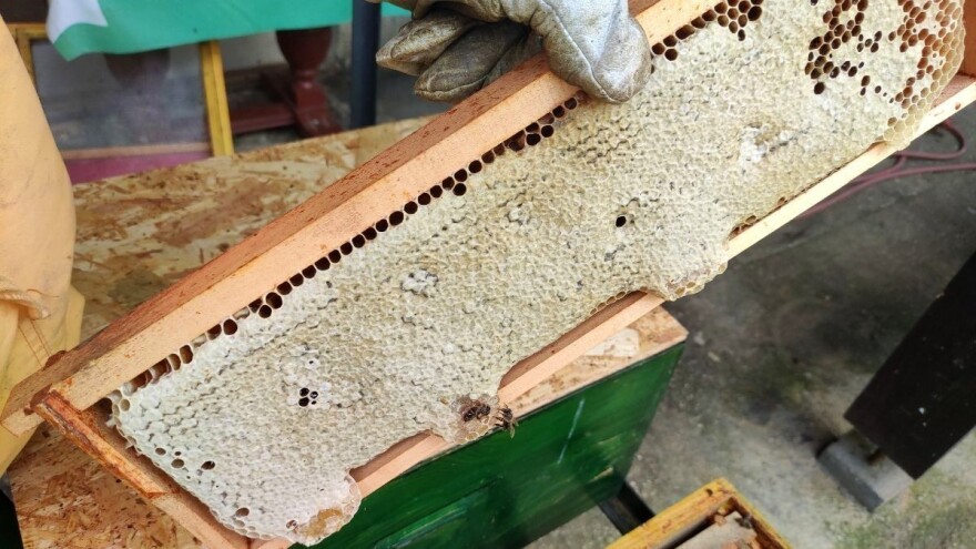 Napokon, bagremova paša 2022. će se pamtiti