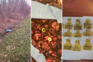Vreće s odsječenim goveđim ušima bačene pored puta u Bijeljini: "Komšije nećemo tako"