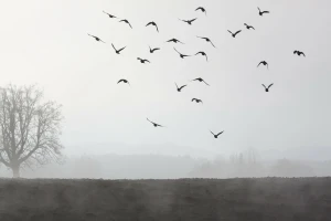 Oblačno i hladno od sledeće nedelje