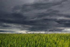 Prostran: Jesenja setva za siguran rod
