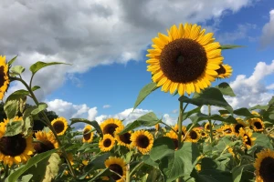 Sunčano i toplo, za vikend oblačno