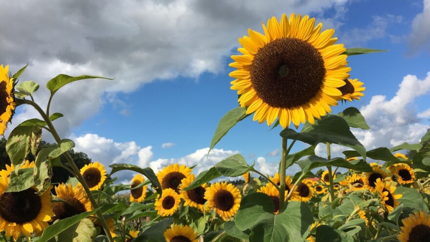 Sunčano i toplo, za vikend oblačno