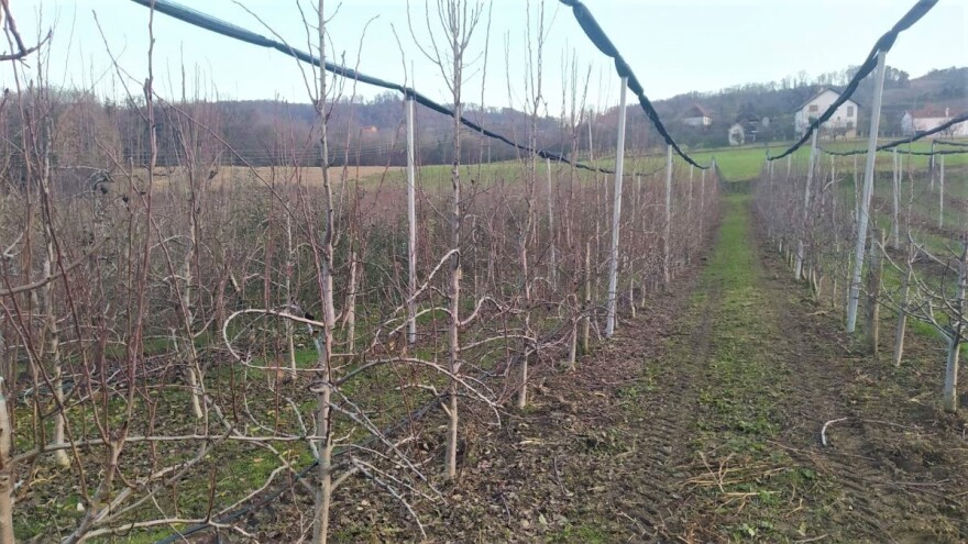 Padavine tokom cele nedelje - zaštitite mlade voćke od glodara