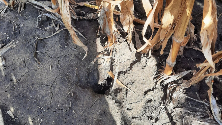 Jutra sveža, topli dani: Opasnost od prenamnožavanja glodara