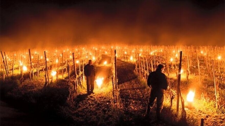 Baklje spasa u zasadima širom Evrope!
