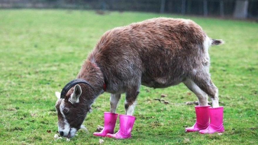 Turbulentni pupoljci svibanjski