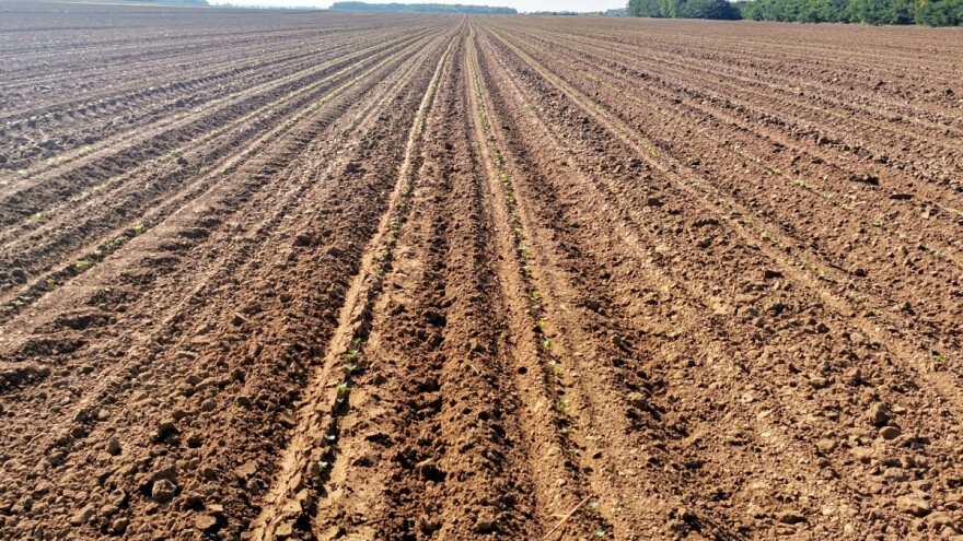 Do subote natprosečno toplo: Pagusenice repičine lisne ose mogu da dovedu do golobrsta